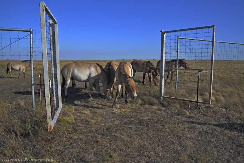Обживать оренбургские степи отправилась вторая группа лошадей Пржевальского    