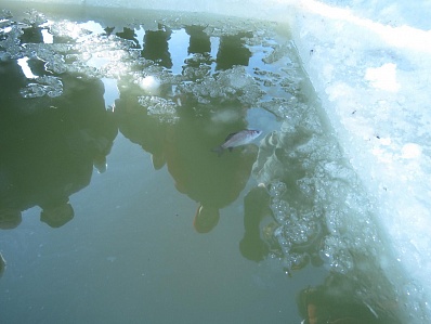 В Оренбуржье стартовала акция «Глоток воздуха» по спасению рыб в промерзших водоемах