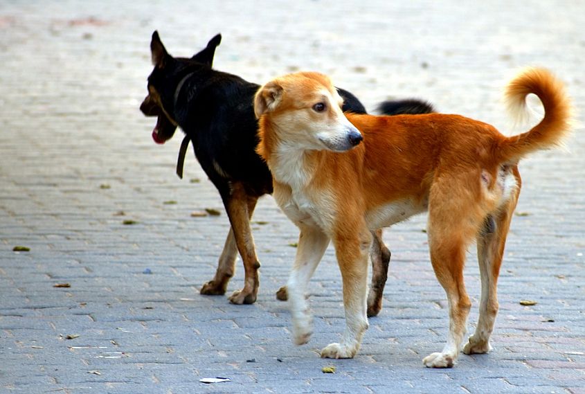 В Новотроицке с начала года отстреляно 635 бродячих собак