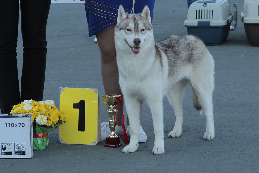 В Новотроицке состоялась ежегодная региональная выставка собак. 