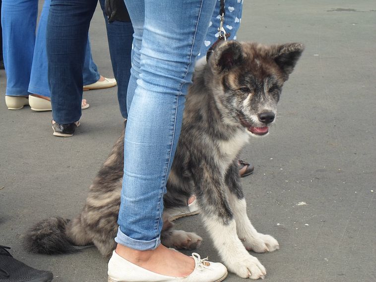 Чемпионами рождаются и становятся: выставка собак "Золотая осень" в Новотроицке