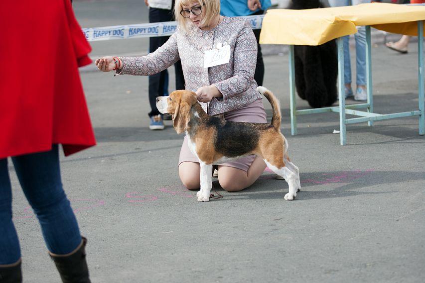 Лучшей собакой выставки "Золотая осень" в Новотроицке стал бигль из Орска