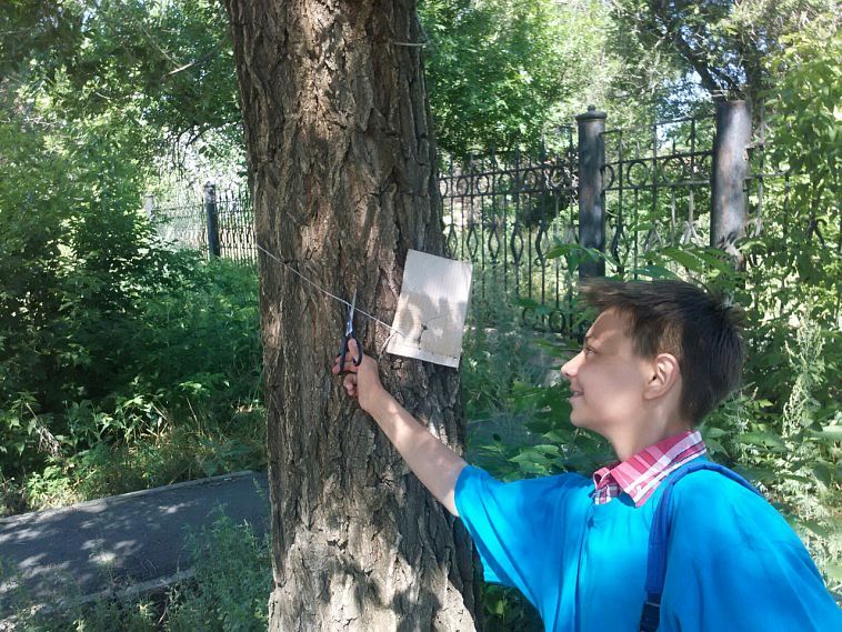 В Новотроицке волонтеры спасли деревья от рекламы