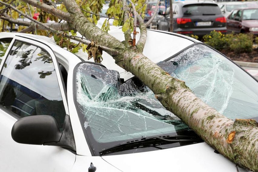 Советы Ntr.City: если на автомобиль упало дерево