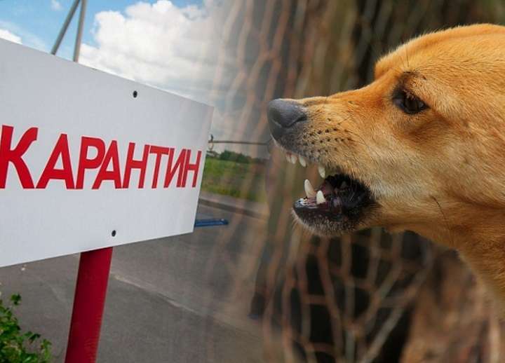 В Новотроицке ввели карантин по бешенству