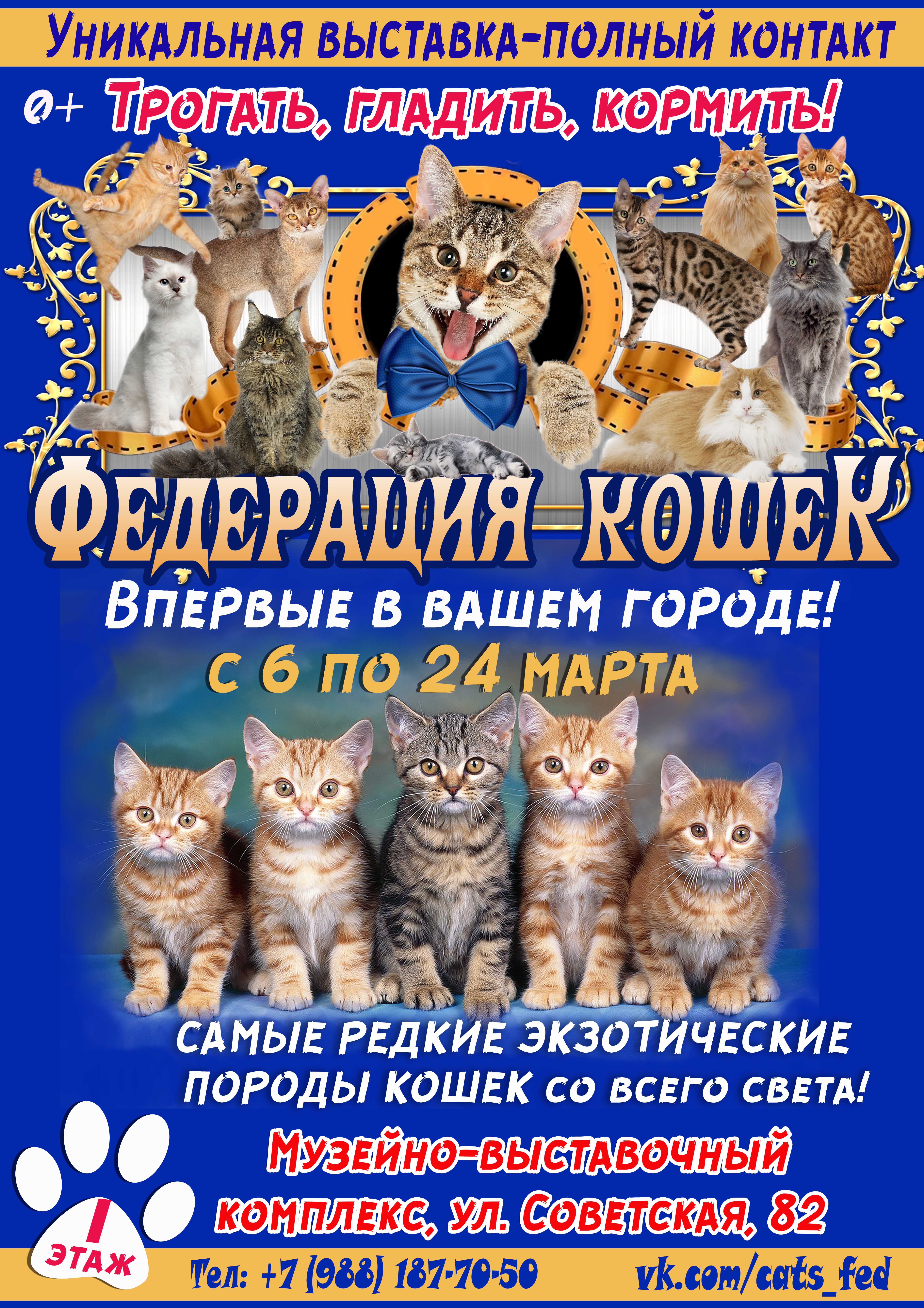 Впервые в г. Новотроицке контактная выставка "Федерация кошек" из Санкт-Петербурга!  