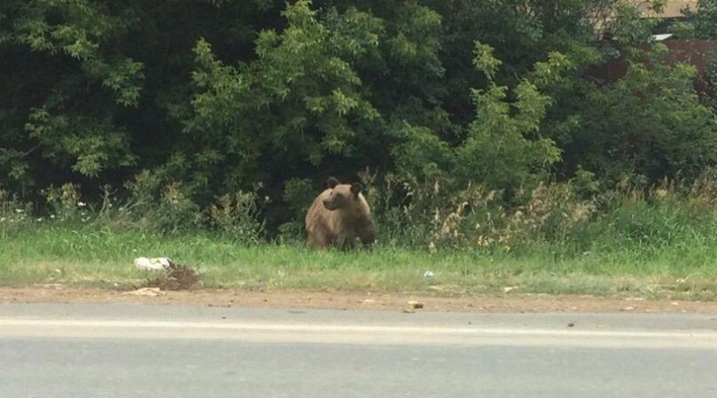 Не померещилось: близ поселка Первомайского разгуливал медведь