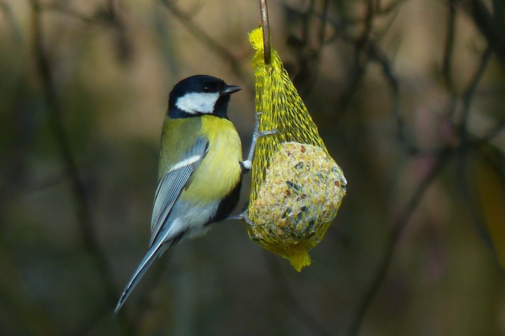tit_parus_major_paridae_passeri_songbird_bird_sparrow_bird_animal-1132347.jpg