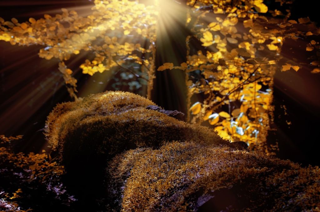 landscape_forest_trees_moss_nature_autumn_sunlight_lighting-842502.jpg