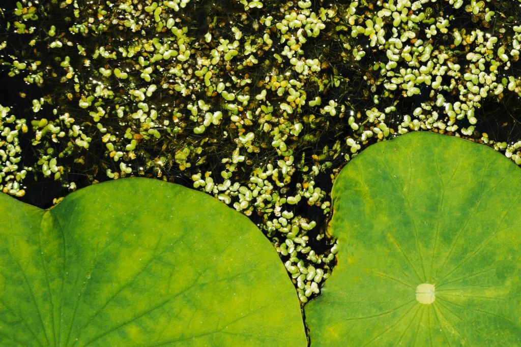 natural-lotus-leaves-and-duckweed-background.jpg
