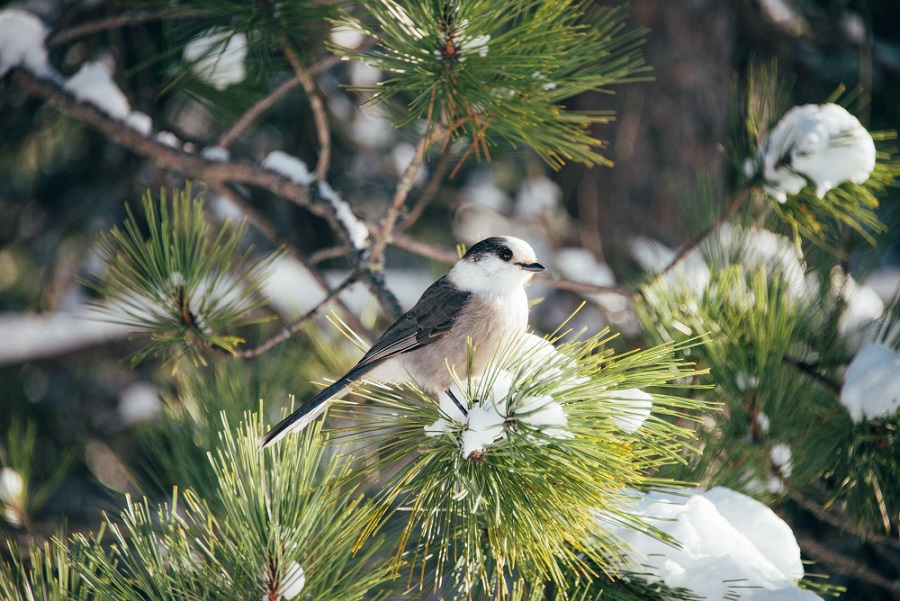 cute-little-gray-jay-bird-perched-on-a-snowy-spruce-branch.jpg