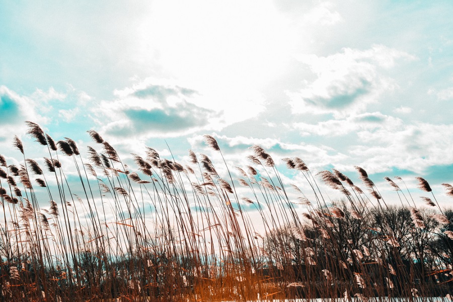 wide-shot-of-phragmites-in-a-wind-with-cloudy-sky.jpg