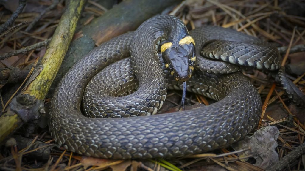 snake-g6b6b5c492_1920.jpg snake-g6b6b5c492_1920.jpg