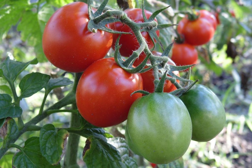 a-tomato-g799154676_1280.jpg
