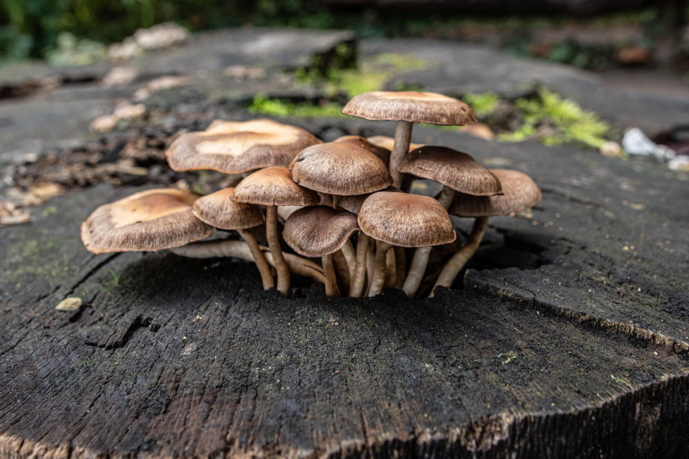 closeup-shot-of-honey-mushrooms-growing-on-an-old-tree-stump.jpg