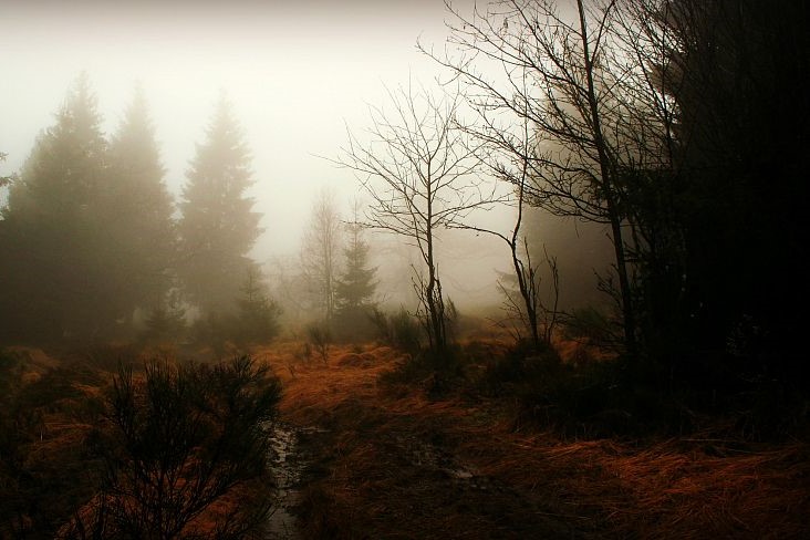forest_gc4d7c4963_1920 (1).jpg