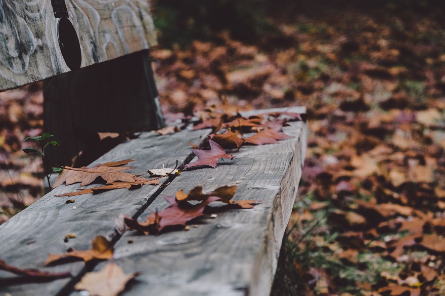 bench_fall_autumn_leaf_leaves_october_rest_relax-838538.jpg