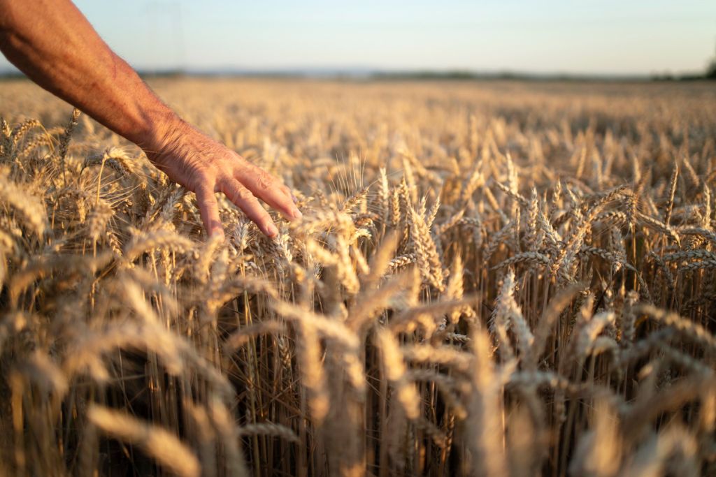 farmers-hands-going-through-crops-in-wheat-field-in-sunset.jpg