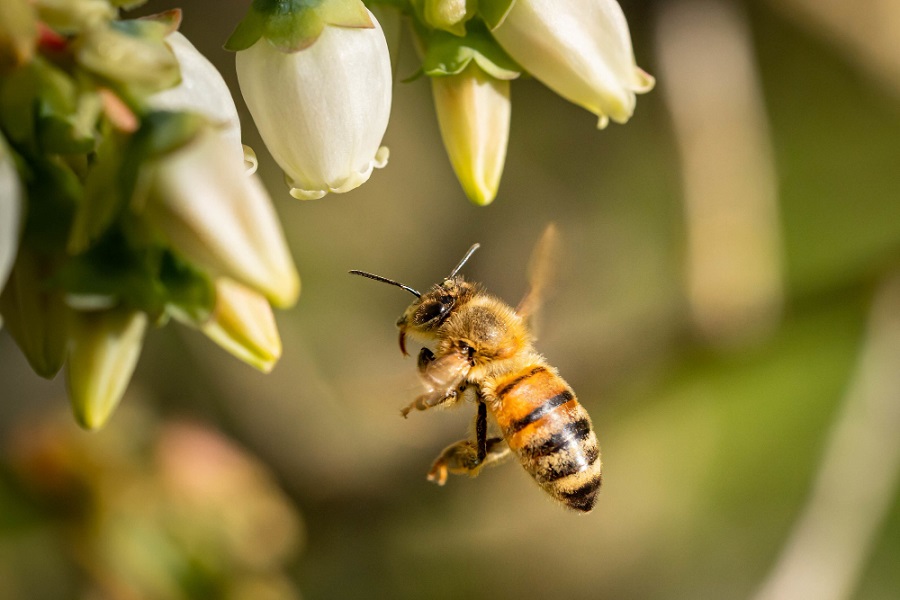 closeup-shot-of-a-bee-flying-to-pollinate-white-flowers.jpg