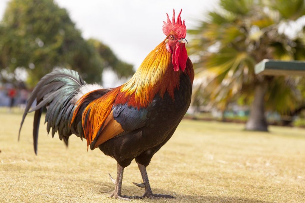 rooster-ga9d79d401_1920.jpg rooster-ga9d79d401_1920.jpg