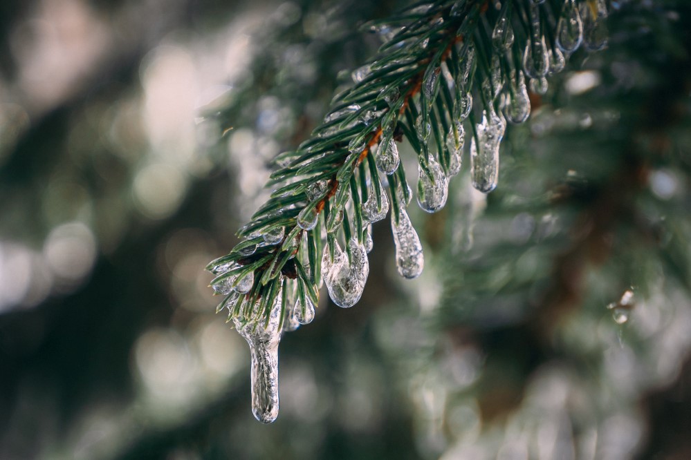 pine-tree-branch-covered-with-frozen-water-droplets (1).jpg