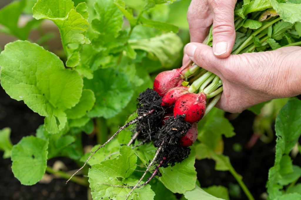 woman-s-hands-holding-ripe-red-radishes.jpg