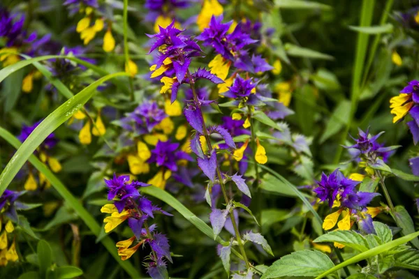 depositphotos_220351432-stock-photo-close-up-blossoming-flower-of.jpg