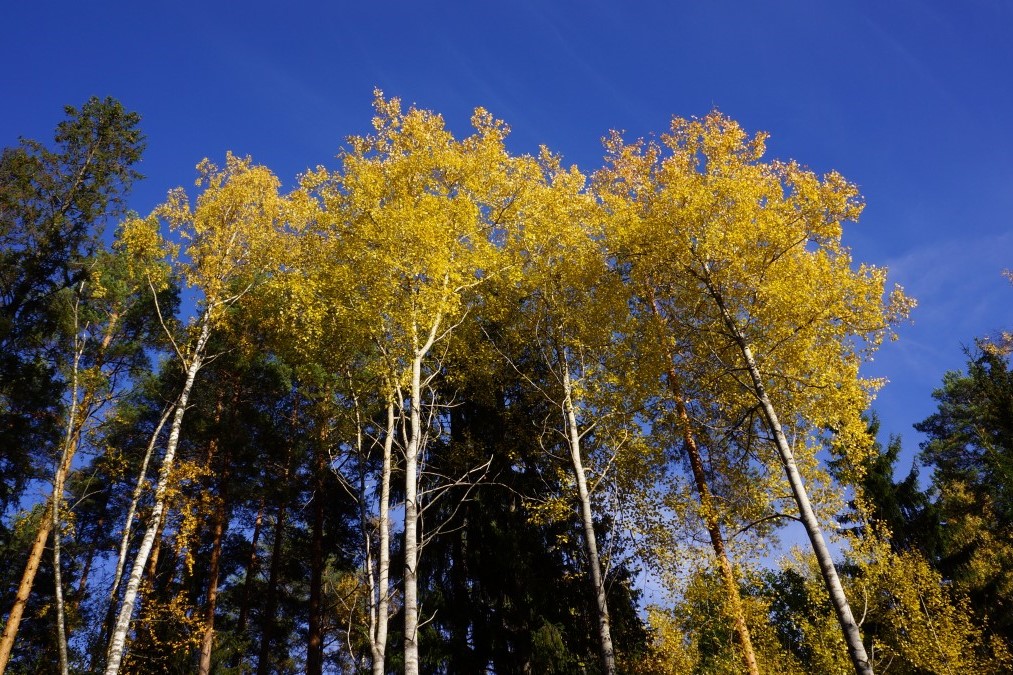 autumn_fall_colors_deciduous_trees_yellow_aspen_blue_sky-1012422.jpg