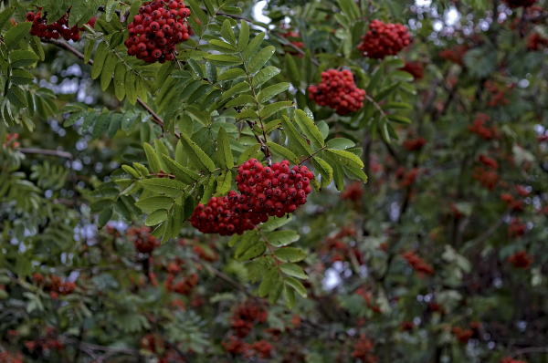 trees_finland_helsinki_berries_rowan-295290.jpg