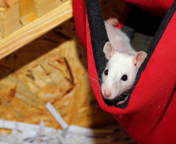 Встречаем год Белой Металлической Крысы в стиле 