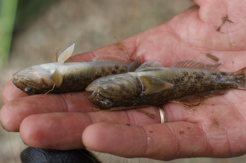 В Ириклинское водохранилище выпустят свыше 4,5 тонн растительноядных видов рыб 