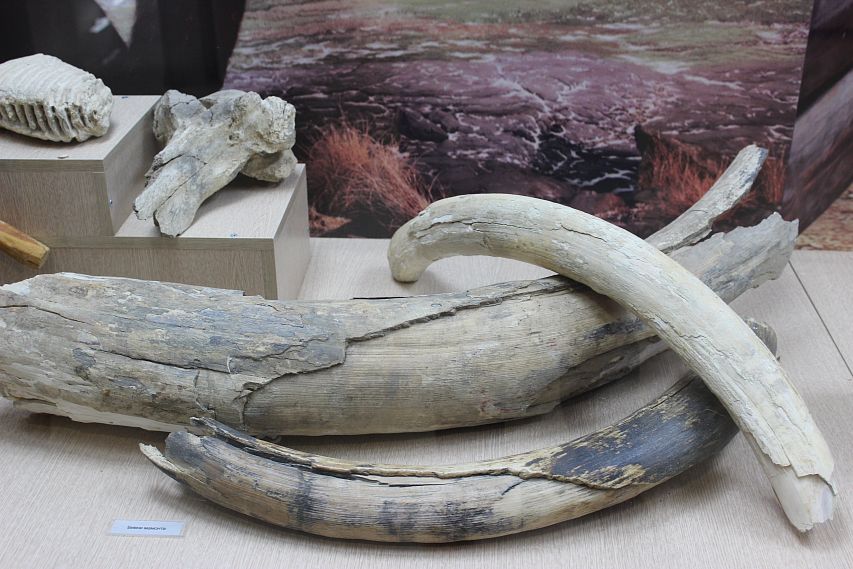 По следам великанов: в новотроицком музее есть кости впечатляющих размеров
