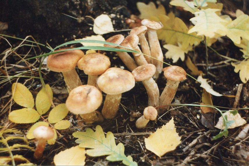 В Оренбуржье зафиксировано пять случаев отравления грибами
