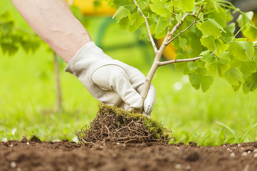 Посади семейное дерево: в Новотроицке пройдёт экологическая акция