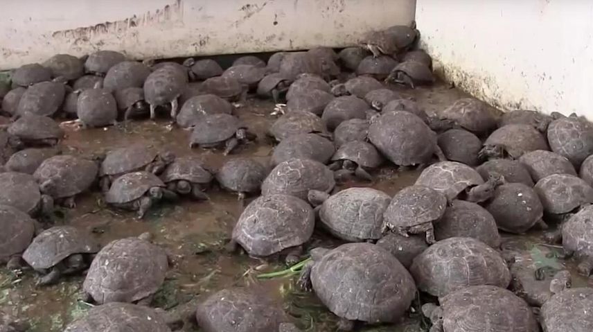 Изъятые в Оренбуржье контрабандные черепахи вернулись в дикую среду