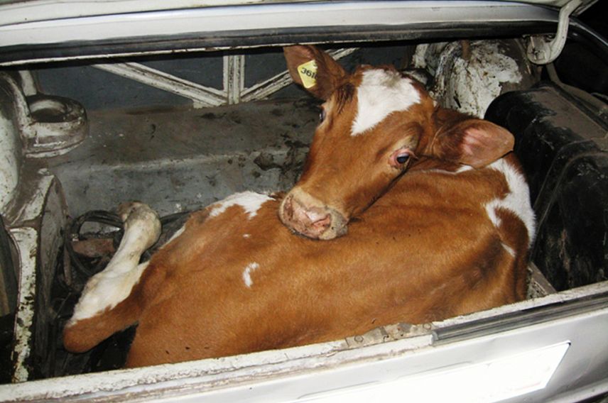 Сотрудники полиции Новотроицка разыскивают украденных коров