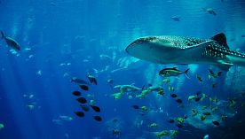 30 августа - Всемирный День китовой акулы.