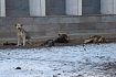 В Оренбургской области приняли закон об эвтаназии бездомных животных