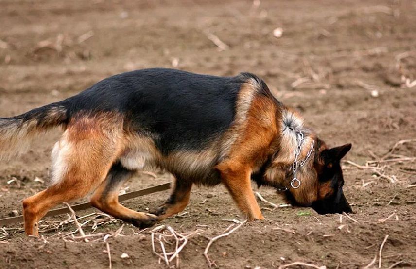В Новотроицке служебный пес помог задержать грабителя