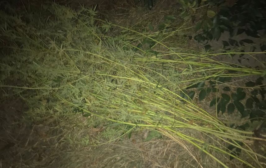 В Новотроицке полицейские задержали местного жителя с 12 кустами конопли