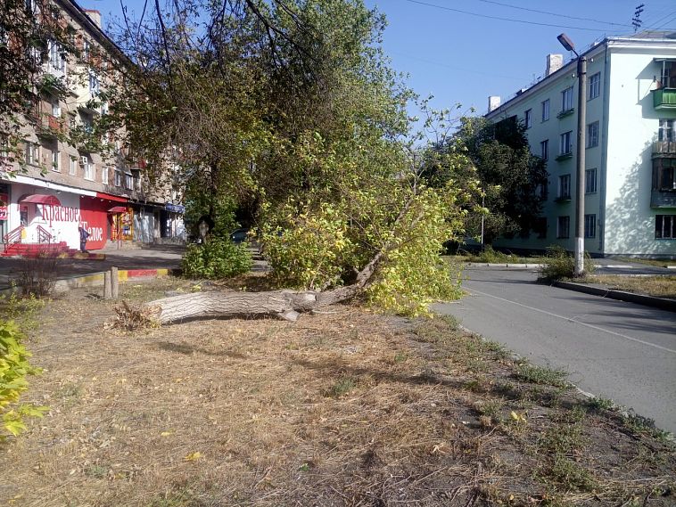 Будьте бдительны! Сильный ветер в Новотроицке ломает деревья 