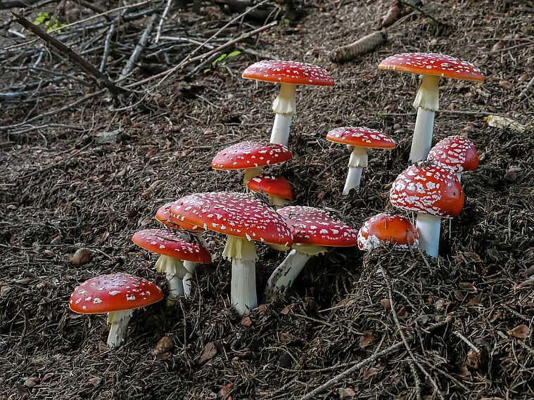Осторожно, грибы! Как не повторить печальный опыт 28 оренбуржцев, объясняет Роспотребнадзор