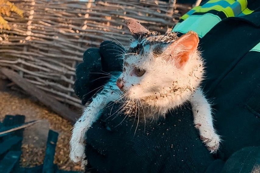 В Орске пожарные спасли котят 