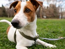В Оренбургской области с 1 июля владельцы собак обязаны регистрировать своих питомцев