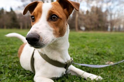 В Оренбургской области с 1 июля владельцы собак обязаны регистрировать своих питомцев