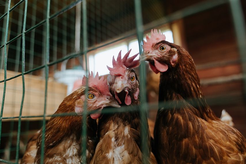 В 40 населенных пунктах Оренбургской области выявили птичий грипп