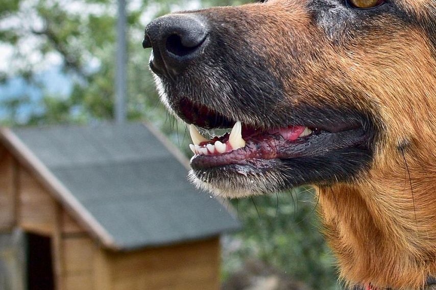 В Новотроицке контактные с бешеной собакой проходят курс вакцинации