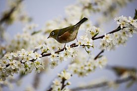 Май… Весна вплела в косы ленты лиловой тишины, первые майские грозы, а воздух пронизан тонким запахом цветущих яблонь… 