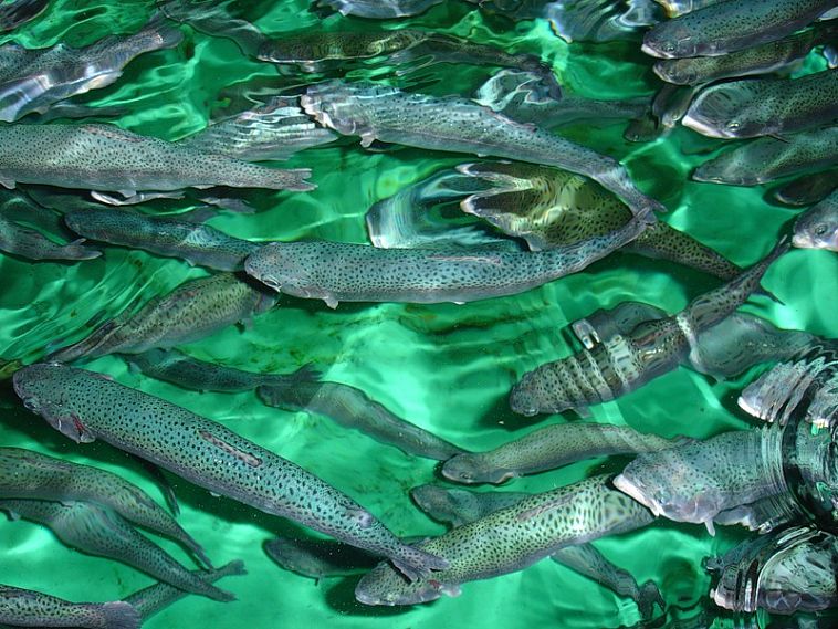 Воду - рыбе: появится ли в Новотроицке рыбная ферма? 