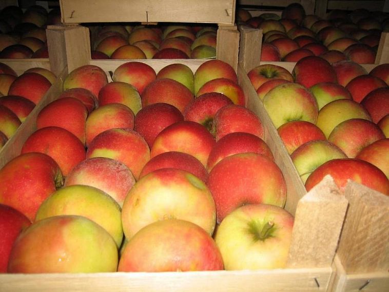 В Оренбуржье уничтожили польские яблоки